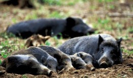 达州野猪爆料事件视频曝光,揭秘背后惊人真相